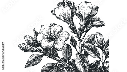 Vintage Engraving Style Flowers and Leaves Botanical Study. Vector hand drawn illustration