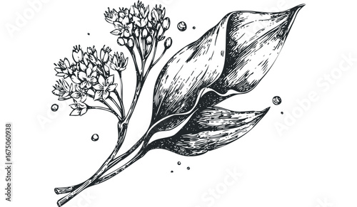 Hand Drawn Botanical Sketch of Delicate Floral Sprig and Broad Leaves. Vector hand drawn illustration