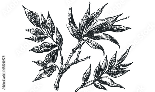 Textured Black Ink Drawing of Peony Leaves and Stems. Vector hand drawn illustration