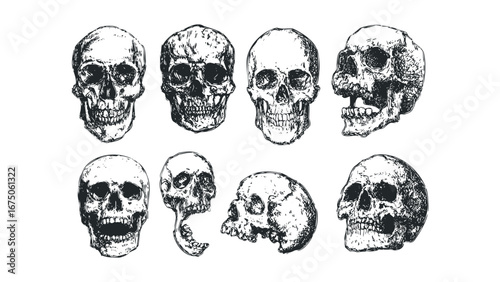 Collection of Detailed Hand Drawn Skull Illustrations in Various Poses and Angles. Vector hand drawn illustration