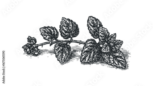 Detailed Vintage Engraving of Hops Plant Branch with Leaves and Cones. Vector hand drawn illustration