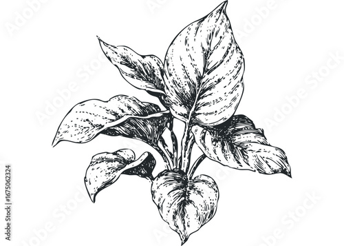 Detailed Sketch of Lush Green Plant with Varied Leaf Shapes. Vector hand drawn illustration