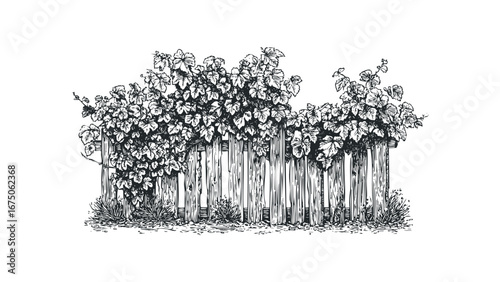 Vine covered wooden fence with grass and branches. Vector hand drawn illustration