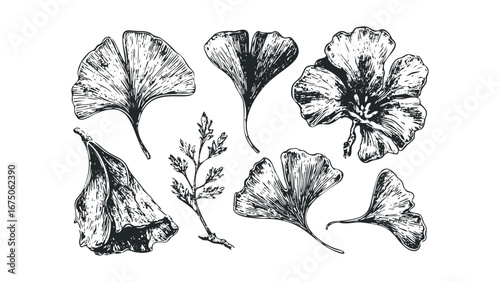 Collection of Hand Drawn Ginkgo Biloba Leaves and Branch. Vector hand drawn illustration