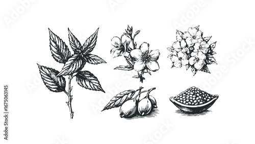 Detailed sketch of medicinal herbs and fruits in monochrome style. Vector hand drawn illustration