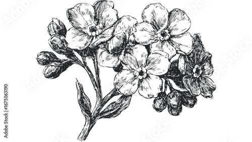 Hand Drawn Sketch of Forget-Me-Not Flowers with Buds. Vector hand drawn illustration