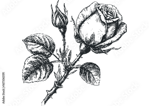 Detailed pen and ink drawing of a single rose bloom with developing buds and leaves. Vector hand drawn illustration