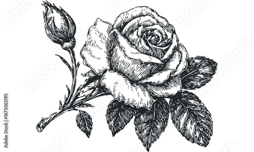 Vintage Black and White Engraving of a Blooming Rose and Bud. Vector hand drawn illustration
