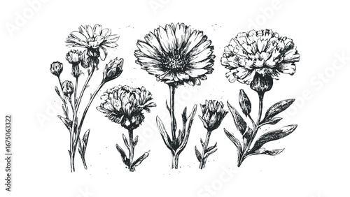 Detailed Hand Drawn Botanical Study of Marigold Flowers and Buds. Vector hand drawn illustration