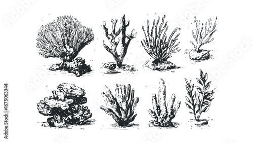 Collection of vintage style marine flora and coral sketches. Vector hand drawn illustration