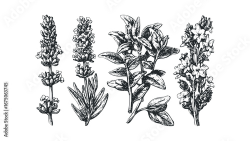 Hand drawn botanical sketch of lavender and leafy branches. Vector hand drawn illustration