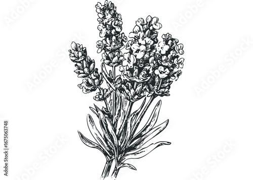 Detailed Monochrome Ink Drawing of Lavender Stems and Leaves. Vector hand drawn illustration
