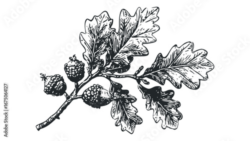 Oak branch with acorns and lobed leaves in black and white sketch. Vector hand drawn illustration