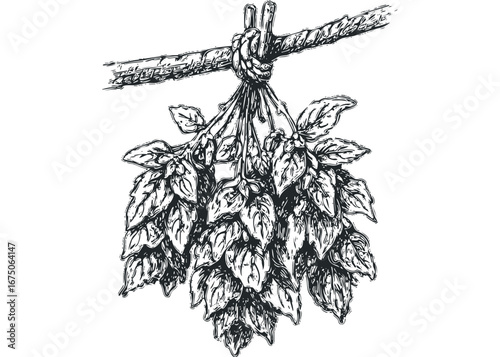 Botanical bunch of leaves tied with rope and suspended from branch. Vector hand drawn illustration