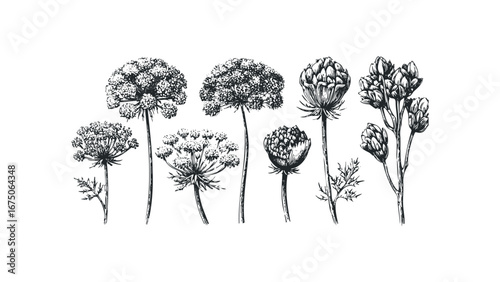 Black and White Botanical Study of Wild Carrot and Queen Anne's Lace Flowers. Vector hand drawn illustration