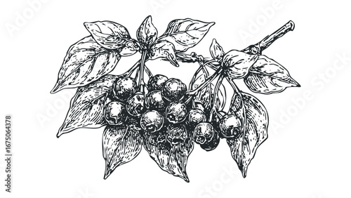 Blackberry branch with leaves and berries sketch. Vector hand drawn illustration