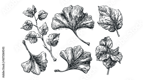 Collection of Hand Drawn Botanical Elements Featuring Ginkgo Leaves and Branch with Foliage. Vector hand drawn illustration