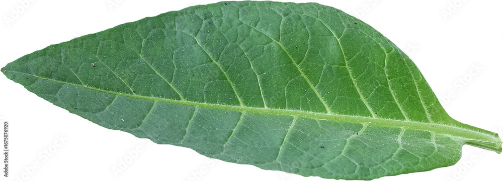 Obraz premium Green tobacco leaves transparent background, Green leaves, PNG