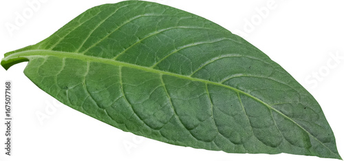 Green tobacco leaves transparent background, Green leaves, PNG