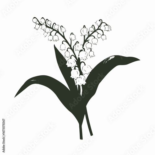 Lily of the Valley blossoms emerge in an elegant botanical sketch silhouette