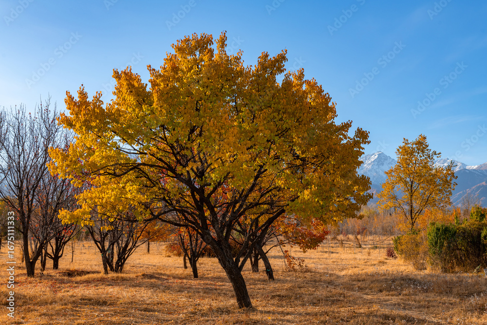 Naklejka premium Picturesque landscape with autumn trees against the backdrop of a snow-covered mountain range in the outskirts of the Kazakh city of Almaty