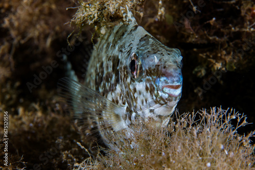Foto Invasive marbled spinefoot in the Mediterranean Sea