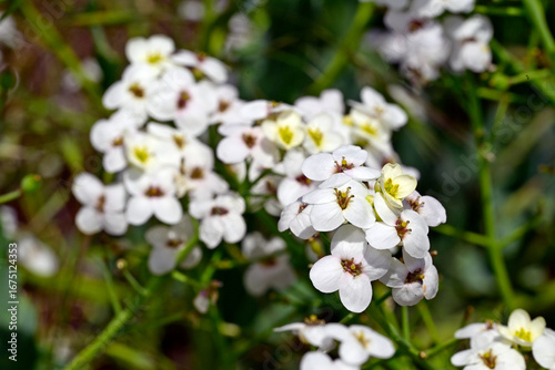 Echter Meerkohl - Blüte // Sea kale flowers  (Crambe maritima) 