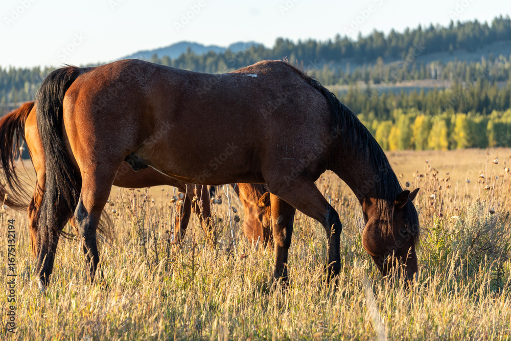 Fototapeta premium Brown Horse Grazing in Field with Mountains in Background