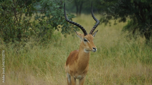 antelope in the wild