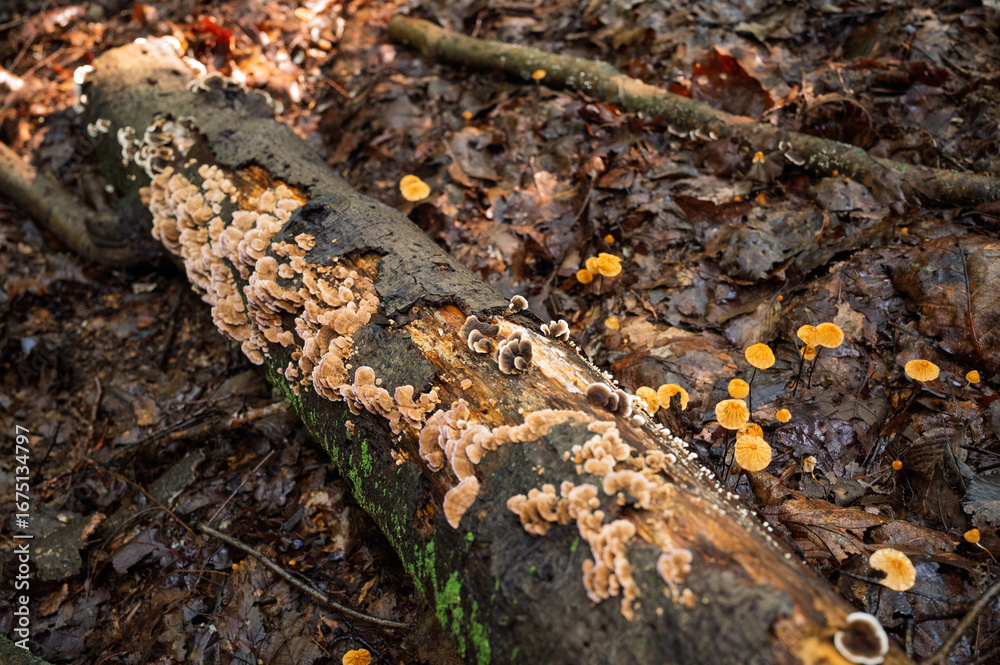 Fototapeta premium 버섯