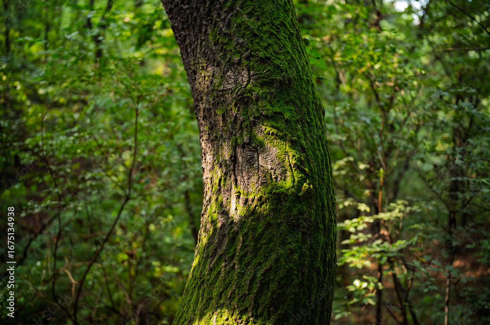 Naklejka premium 이끼낀 나무