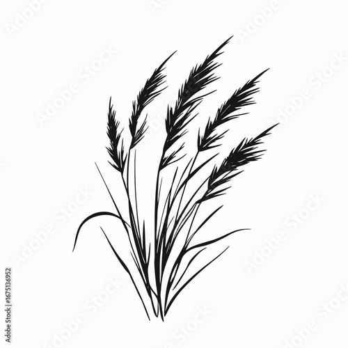 Ornamental grass, abstract nature illustration, black and white botanical silhouette