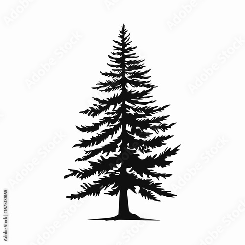 Stunning evergreen conifer tree branches displayed in an artistic black silhouette