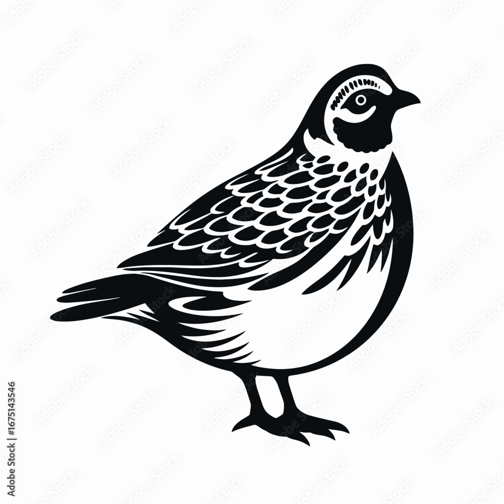 Obraz premium Elegant quail illustration, avian detail and design, vector artwork silhouette