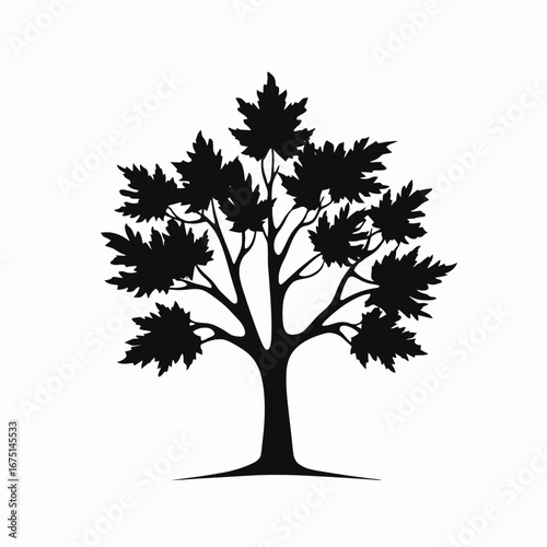 Beautiful deciduous maple tree with broad leaves cast in black silhouette