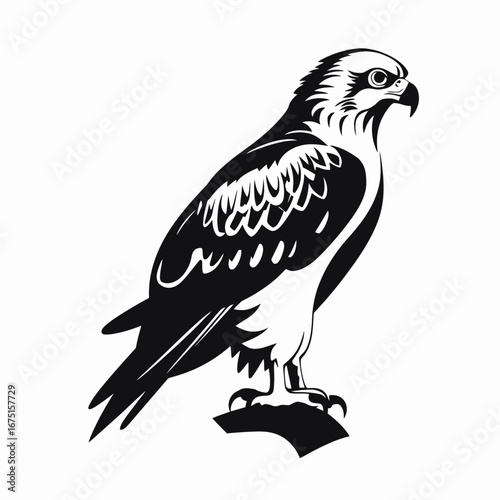 Majestic raptor illustration with wings spread in powerful flight vector silhouette