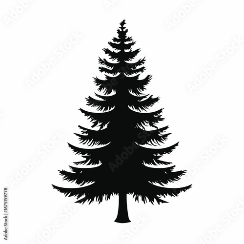 Beautiful evergreen tree creating a graphic natural design element silhouette