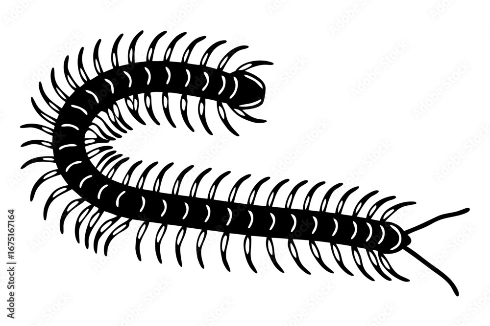 Minimalist black and white conceptual vector illustration of a millipede or centipede. Simple myriapod icon for entomology or nature concepts Minimalist black and white conceptual vector illustration of a millipede or centipede. Simple myriapod icon for entomology or nature concepts