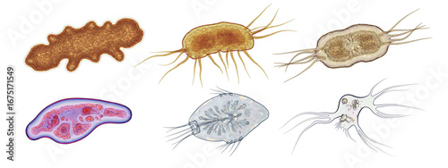 Set of microscopic organism illustration – bacteria, protozoa, amoeba and parasite cells isolated on white background with clipping path.