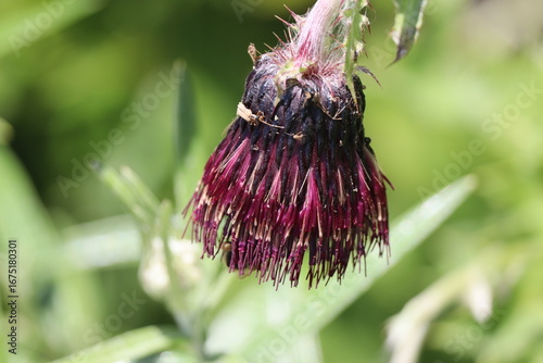 thistle flower catching small insects