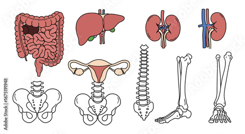 Human body organs and skeletal system illustrations