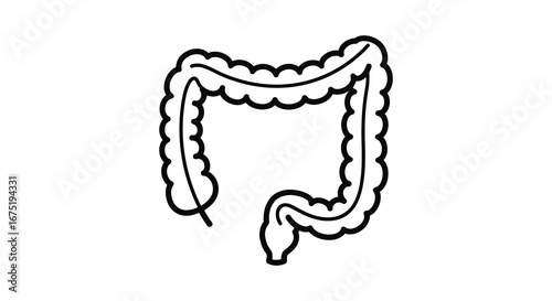 Human large intestine and colon illustration in simple line style