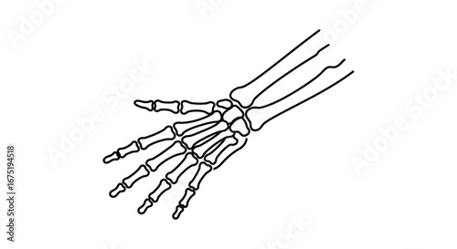 A detailed illustration of a human hand skeleton