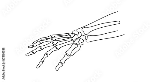A detailed illustration of a human hand skeleton from the side view