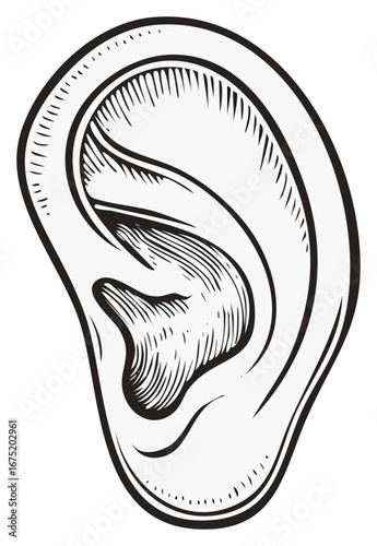 Detailed Ear Anatomy Black and White Line Art Illustration for Medical Studies