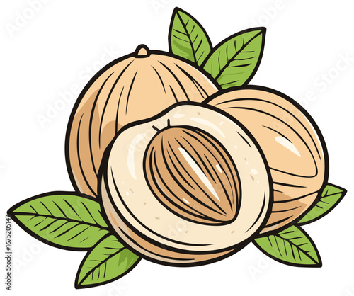 Nutmeg spice illustration with whole and cut fruit and leaves in a cartoon style