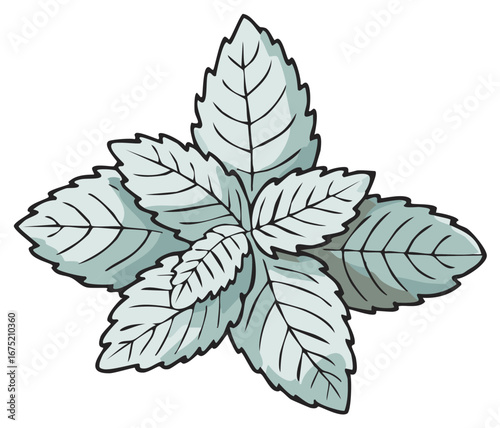 Illustrated mint leaves, vector illustration. Graphic element isolated on white background.