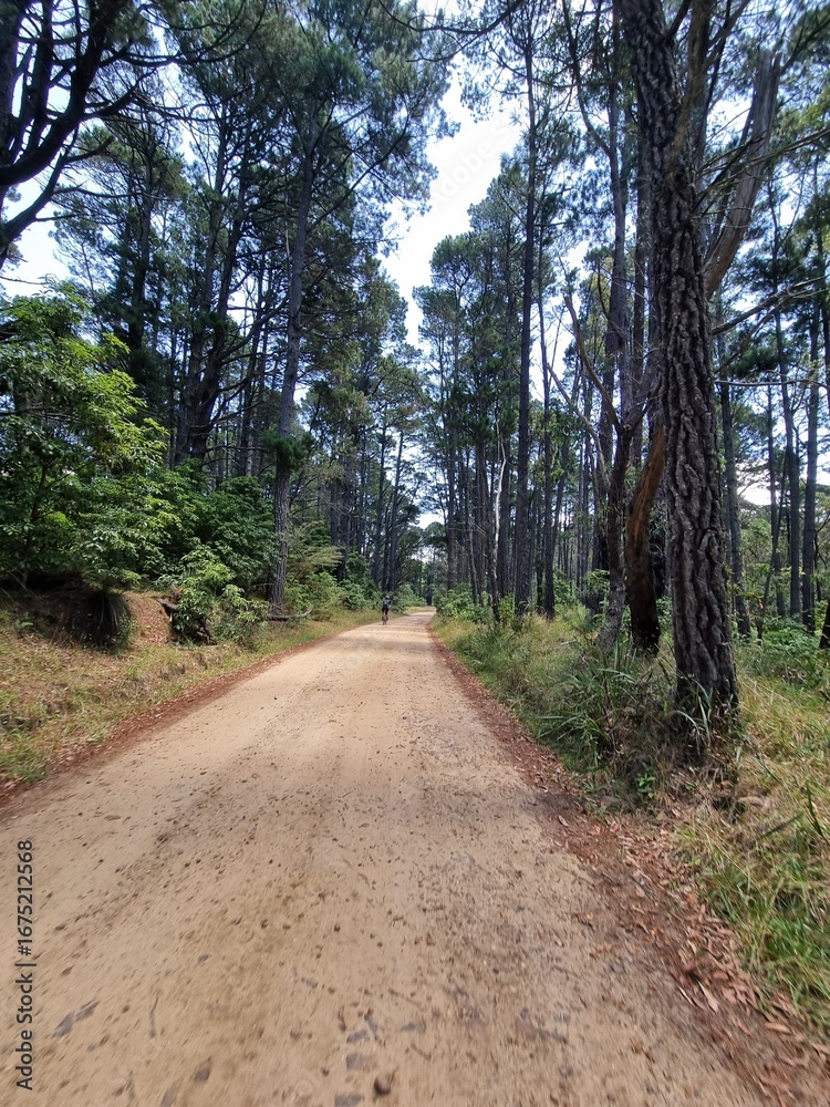 Fototapeta premium Gravel Road through Kedumba Valley, Blue Mountains on a Sunny Day