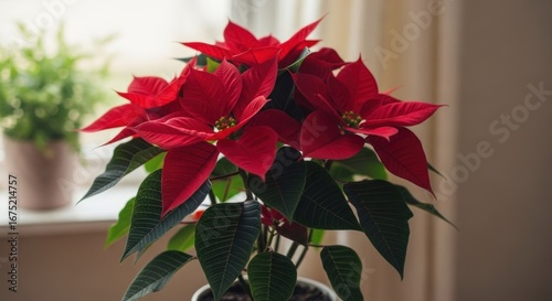 Red poinsettia plant with green foliage, window background, soft lighting