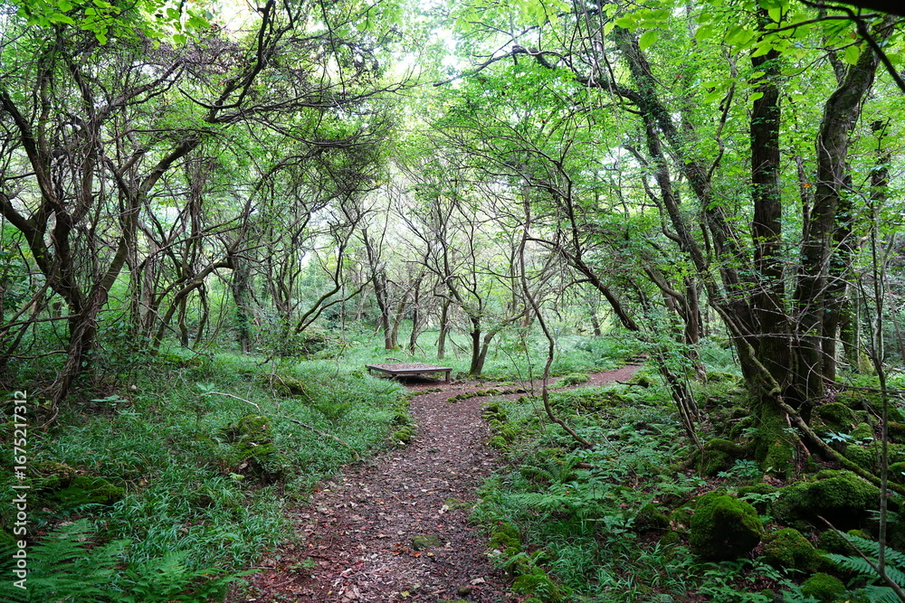 Obraz premium summer path through deep forest